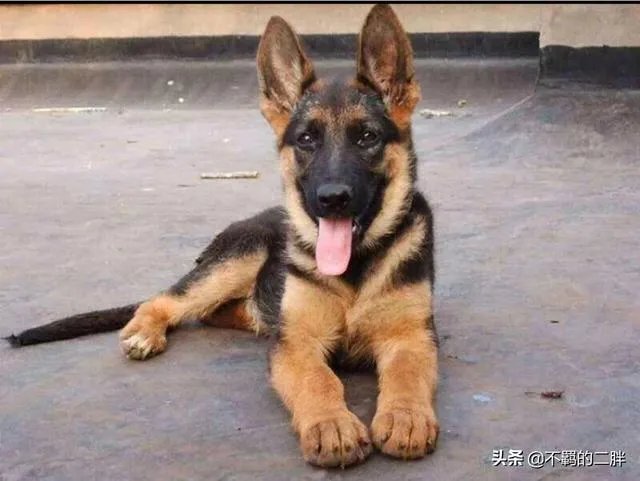 德牧为什么越来越少人养?