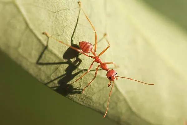 怎样消灭家里的小红蚂蚁最有效
