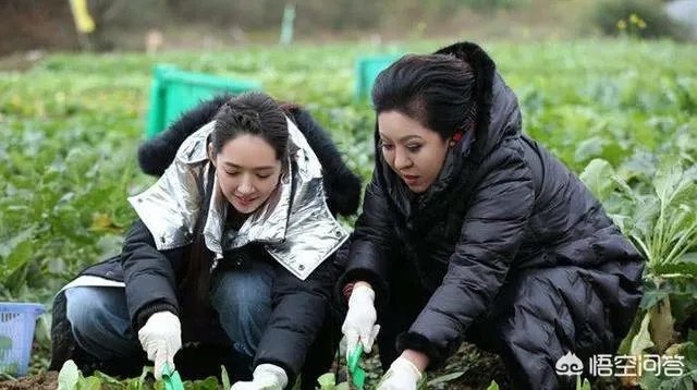 为什么有人说郭碧婷不喜欢向佐？