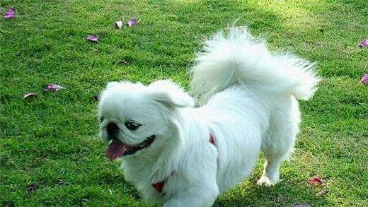 京巴狗是在我国有悠久历史的狗，养京巴狗应该怎么养呢？