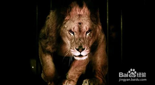 狮子老虎表演时冲出笼子该怎么自救