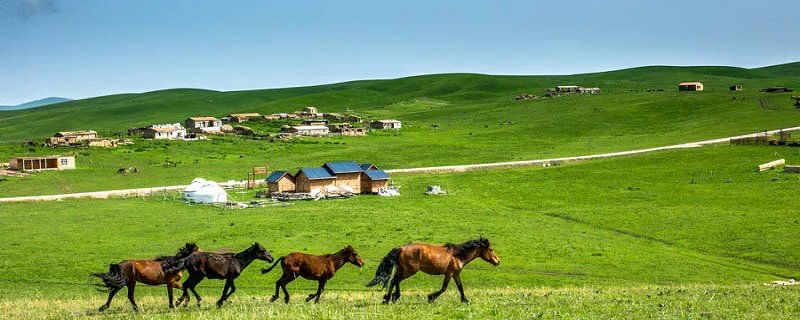 马蹄是马身上的什么部分 马蹄由哪几个部分组成