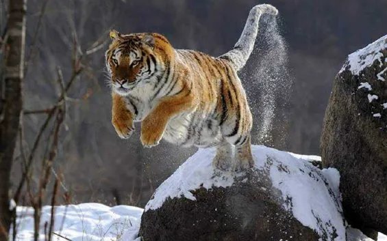 李健花15万认养三只东北虎是怎么回事?