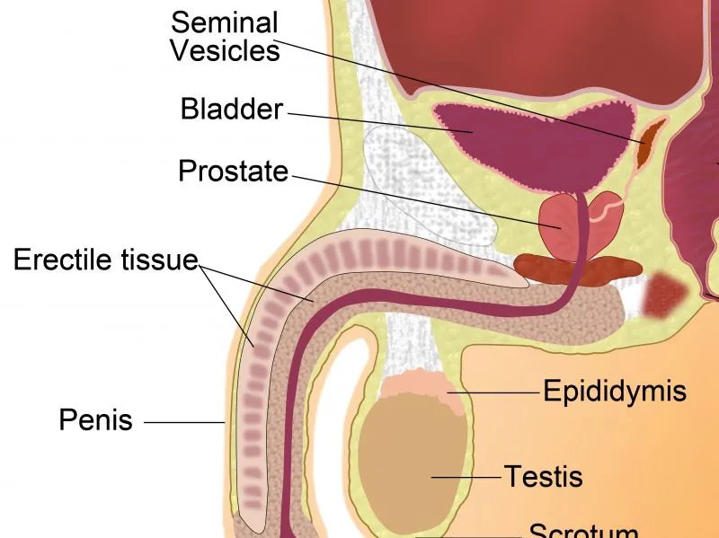 男人怎么壮阳延时