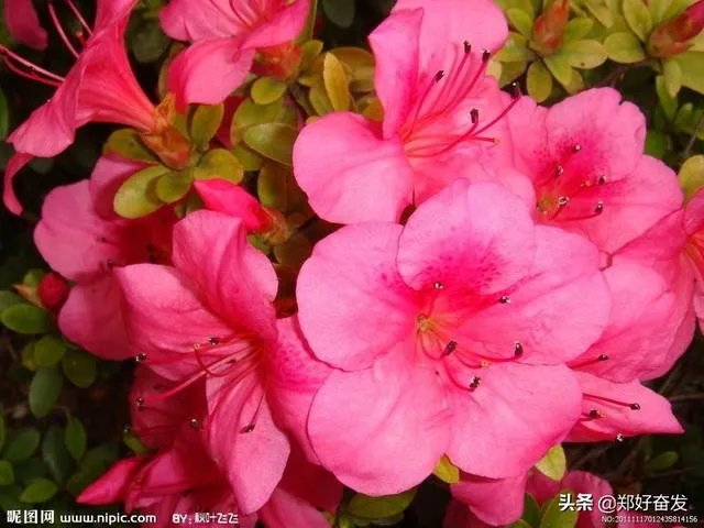 杜鹃是大叶还是小叶