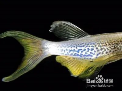 斑马鱼繁殖视频教程？