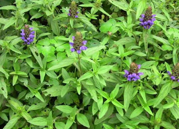 夏枯草的功效与作用