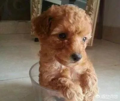 茶杯犬长不大吗？