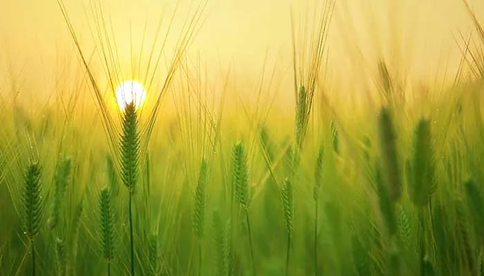 小满的寓意 小满代表的含义是什么