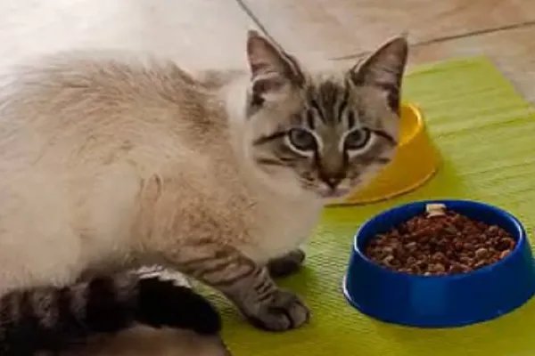 狗粮中的国产三大毒粮