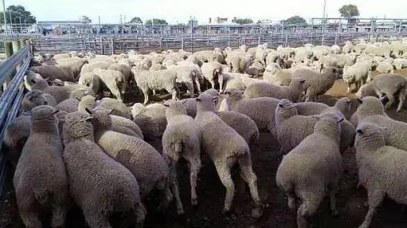 这次蒙古国捐献3万只羊，大家说说是你的话应该怎么分配？