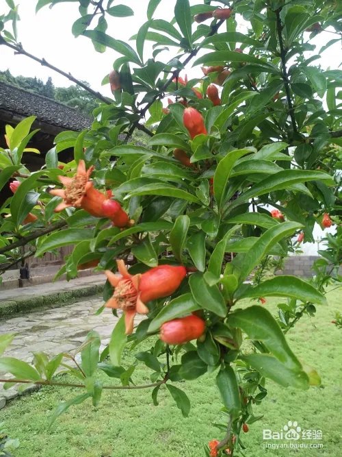 五格数理起名的运用