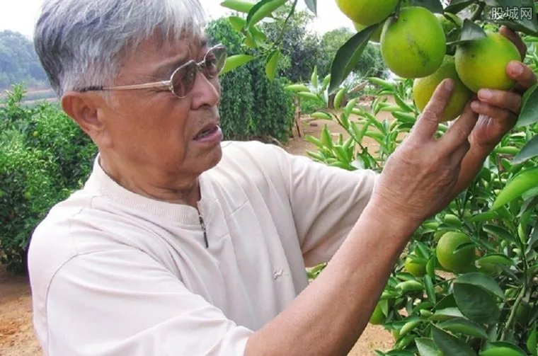 褚时健为传闻辟谣 一生大起大落是财经界传奇
