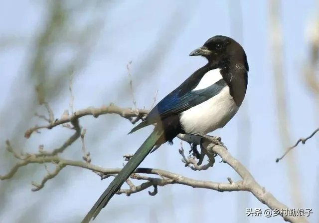 过去鸟筑巢都是在树上，为什么现在都在高压线铁塔上筑巢？