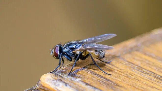 怎么消灭苍蝇最有效的方法