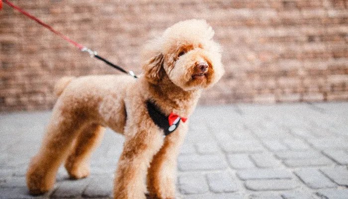 狗怕打雷闪电浑身发抖怎么办 狗狗一直呜呜叫是怎么回事