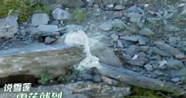 为何做错事情的刘宇宁，却遭到了17万人的点赞？