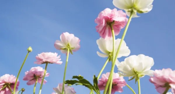 教师节送花,该送什么花?