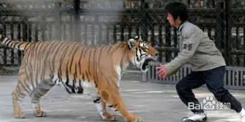 狮子老虎表演时冲出笼子该怎么自救