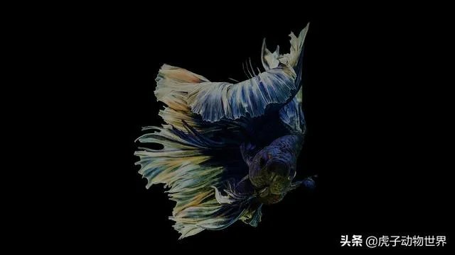 新手如何学习摄影？