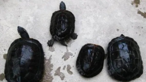 乌龟品种价格哪个最贵？