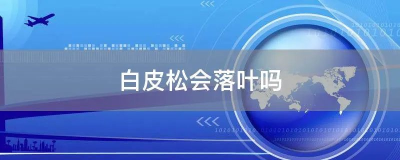 白皮松会落叶吗