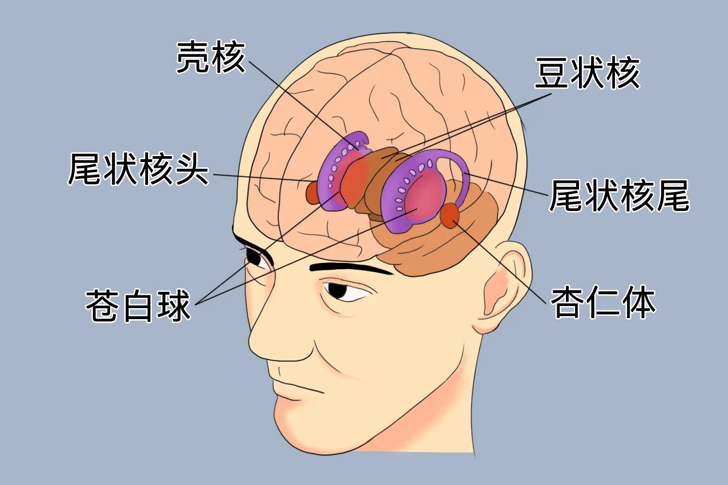 脑基底节区在头部位置图片