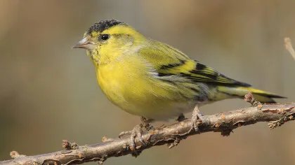 黄雀怎么养干净