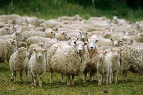 蒙古国正式启动三万只羊捐赠程序,这些羊何去何从?