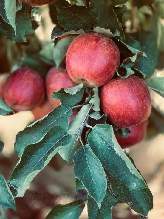 支付宝集五福攻略汇总 怎么快速集五福