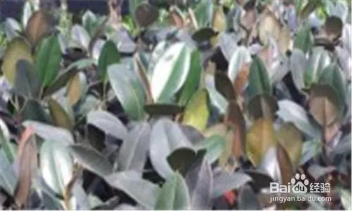 黑金刚的养殖方法