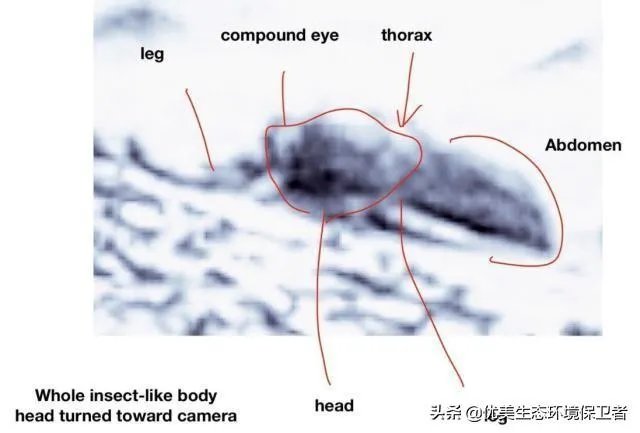 昆虫学家声称在火星上有重大发现，其理由是否充分？
