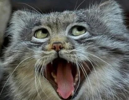 什么动物和猫长得像