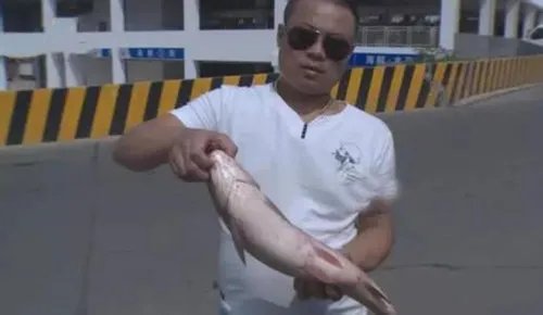 怪鱼流入长沙市场令人惶恐不安  永煮不烂的鱼就此诞生了