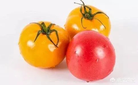 为什么以前的西红柿二三天就坏了，而现在买回来的西红柿一二个星期也不坏？