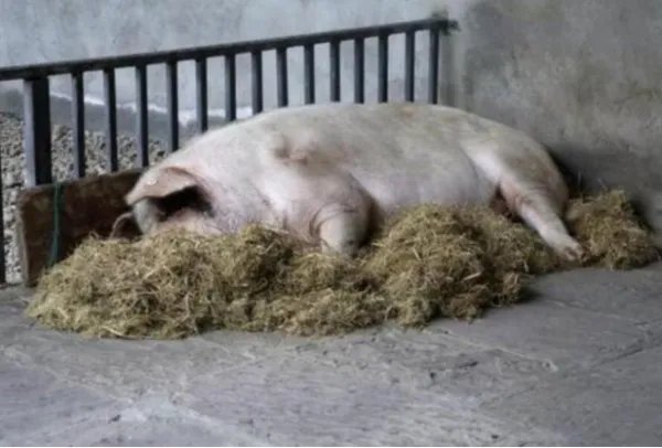 14岁的猪坚强已瘦骨嶙峋，寿命几近终结的它有没有希望度过521？