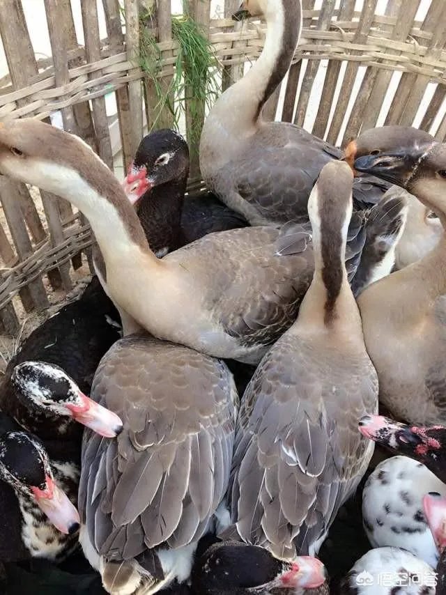 不要怕不会撑坏的