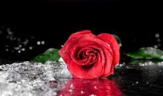 玫瑰是我偷的是什么梗 玫瑰是我偷的梗是什么意思