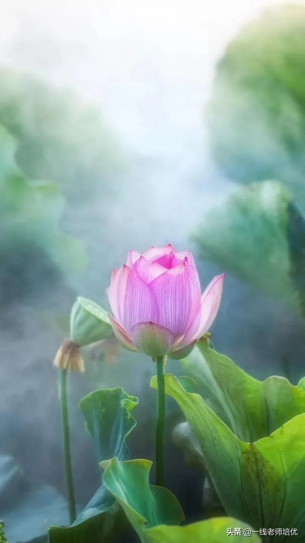 语文阅读辅导书如果语文阅读能力差，买哪一种辅导书好？