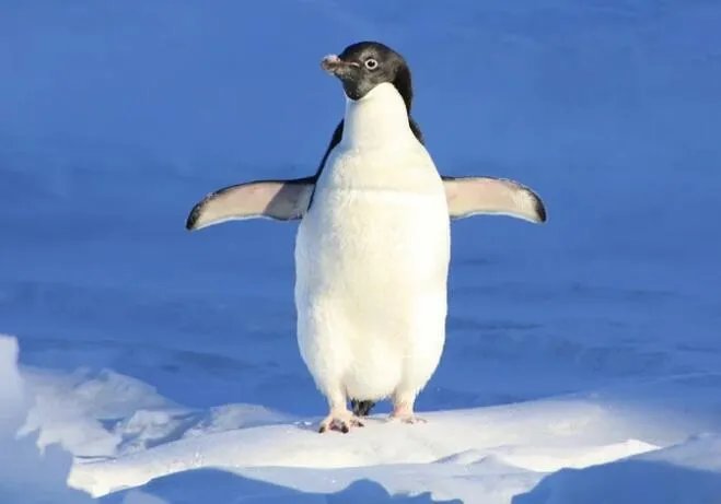 北极熊为什么不吃企鹅 北极熊不吃企鹅的原因是什么