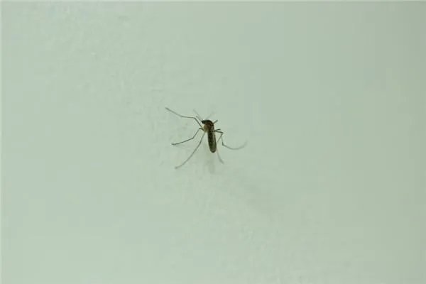 蚊子会悄悄地在我们喝的水杯里下蛋吗？