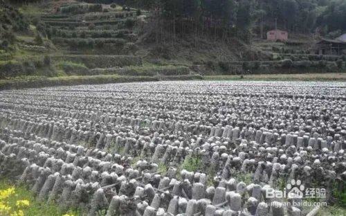 农业种植什么项目前景好挣钱多