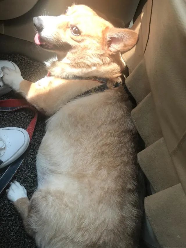 把宠物狗当作土狗养会怎么样?