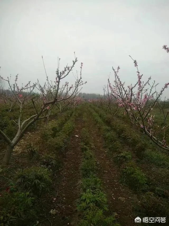 种药材真的能赚钱吗