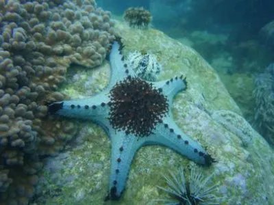 渔民为挽回损失大量捕捞海星,为何海星泛滥会给渔民造成如此大的损失?