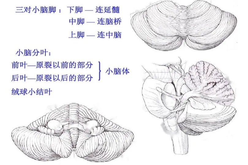 桥小脑角解剖位置图片