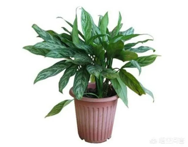 “520”期间，送老婆什么礼物比较好？