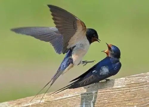 蚂蚁庄园今日课堂答案 “劳燕飞分”中的“劳”指的是什么