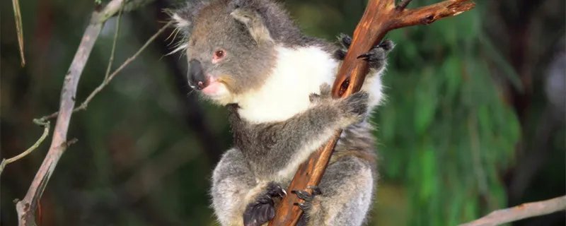 哪种动物拥有和人类相似的指纹