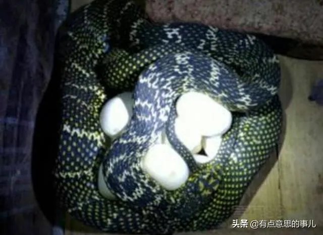 怎样养王锦蛇,大王蛇养殖有前景吗?